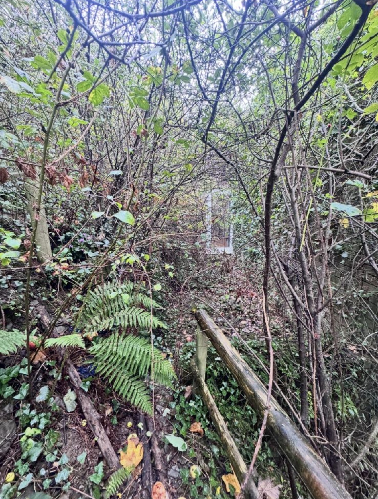 Overgrown access route before clearance with brambles and branches