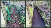 Picture showing before and after garden hedge trimming completed by Hawkins Garden Services of Tywyn