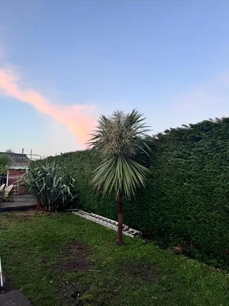Picture showing before and after garden hedge maintenance and trimming completed by Hawkins Garden Services of Tywyn
