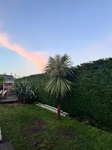 Picture showing before and after garden hedge trimming completed by Hawkins Garden Services of Tywyn